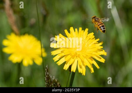 Honigbiene (APIs mellifera) beim Abheben vom Löwinenzapfen (Taraxacum officinale). Stockfoto