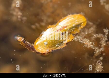 Kadadisfliegenlarve (Trichoptera sp.) in einem Teich, in dem Pflanzenmaterial als Fall verwendet wird, Großbritannien Stockfoto