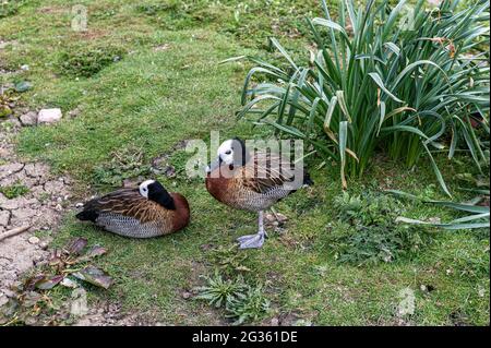 Ein Paar weißgesichtige pfeifende Enten Stockfoto