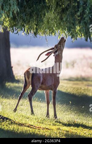 Junge Hirsche genießen einen morgendlichen Snack vom über hängenden Baum Stockfoto