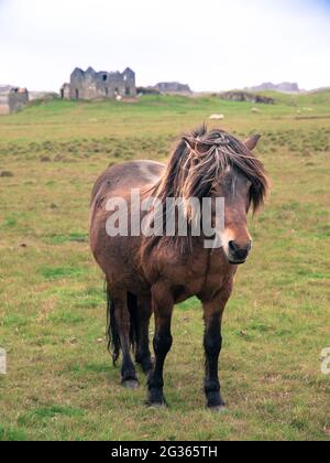 Isländisches Pferd auf der Wiese Stockfoto