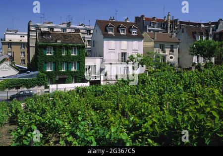 FRANKREICH PARIS (75) 18. BEZIRK, DAS WEINGUT MONTMARTRE, DESSEN OFFIZIELLER NAME CLOS-MONTMARTRE IST UND GEBÄUDE IM HINTERGRUND Stockfoto