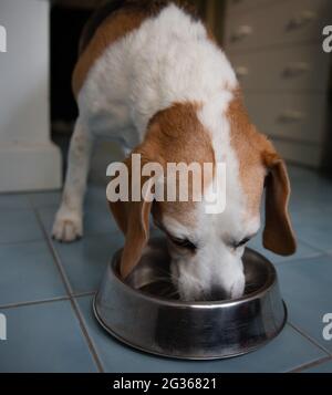 Lilly, ein Beagle, isst hundefreundliche Erdnussbutter in unserem Haus in Roleystone, WA, Australien. An einem Winternachmittag für einen Studienauftrag aufgenommen. Stockfoto