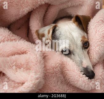 Poppet, eine Mischlingshündin, kuschelte sich in ihrem Hundebett und einer rosa Decke in unserem Haus in Roleystone, WA, Australien. An einem Winternachmittag für eine genommen Stockfoto