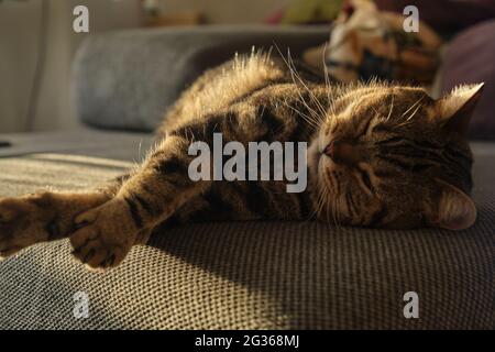Nahaufnahme einer schlafenden britischen Katze in Marmorfarben Stockfoto
