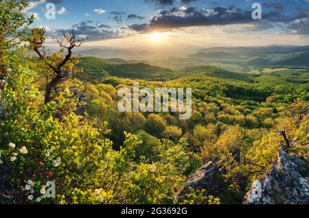 Grüne Bäume auf den Bergen unter dramatischem Frühlingsuntergang Stockfoto