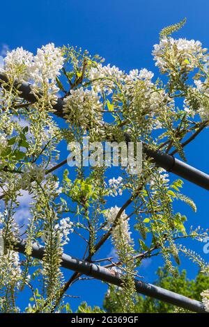 Weiße Glyzinien hängen im Juni über Gitter im Garten von Dorset, Großbritannien Stockfoto