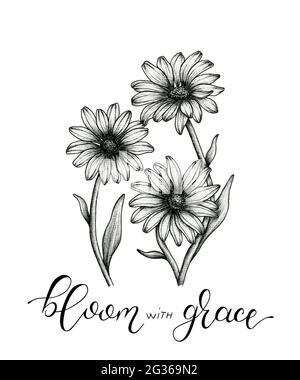 Vintage Gänseblümchen feine Linie Zeichnung und blühen mit Gnade handgeschriebene moderne Kalligraphie, schwarz-weiß floralen Skizze Design Stockfoto