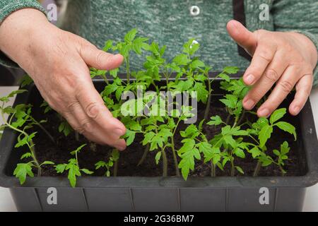 Nahaufnahme weiblicher Hände, die sich zärtlich um junge Tomatenpflanzen kümmern. Das Konzept der Landwirtschaft, Landwirtschaft, Gemüseanbau. Junge grüne Setzlinge von Gemüsepflanzen. Stockfoto