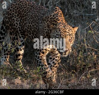 Großer männlicher Leopard starrend; Sonnenschein auf Leopardengesicht; Sonne auf Leopard; Leopard in der Sonne; Leopard im Sonnenlicht; Leopard wandelend; Stockfoto