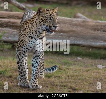 Leopardenwandern; Leopardenjunges Gehen; Yala Leoparden; Leopardenjunges; Leoparden gehen offenes Gras Land in Sri Lanka Stockfoto