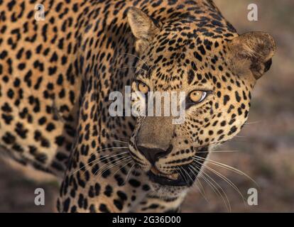 Großer männlicher Leopard starrend; Sonnenschein auf Leopardengesicht; Sonne auf Leopard; Leopard in der Sonne; Leopard im Sonnenlicht; Leopard wandelend; Stockfoto