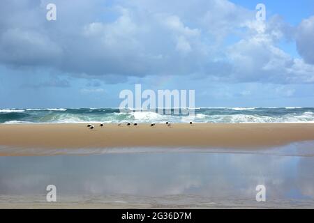 Frankreich, Aquitaine, Atlantischer Strand, die steigende Flut wird die Sandbank allmählich bedecken, um eine Strömung in der Depression im Vordergrund zu bilden. Stockfoto