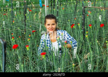 Portrait von Floristen mit Blumen Nelke im Gewächshaus Stockfoto