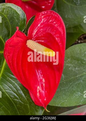 Anthurium, die größte Gattung der Arum-Familie, Araceae. Allgemeine gebräuchliche Namen sind Anthurium, Rückenblume, Flamingo-Blume und Laceleaf Stockfoto