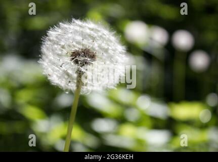 Flauschiger Dandelionkopf im Freien, Nahaufnahme am Sommertag Stockfoto