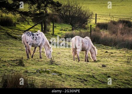 Ikonische wilde Bodmin Ponys grasen auf Bodmin Moor in Cornwall. Stockfoto