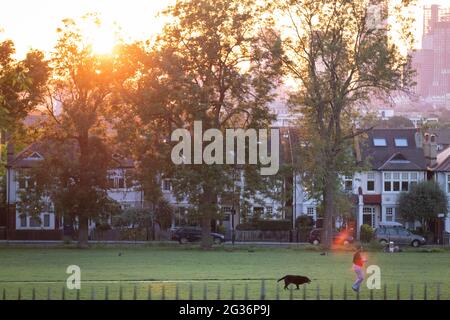 Unter einer Reihe von Häusern und Eschen sinkt die untergehende Sonne, und eine Parknutzerin läuft ihren Hund am 12. Juni 2021 im Ruskin Park, einer öffentlichen Grünfläche in Lambeth, im Süden Londons, in London, England. Stockfoto