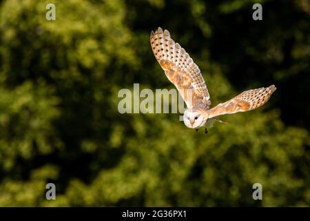 Stalleule (Tyto alba), im Flug, Deutschland, Rheinland-Pfalz Stockfoto