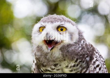 Schneeeule (Strix scandiaca, Nyctea scandiaca, Bubo scandiacus), Porträt eines Jugendlichen Stockfoto