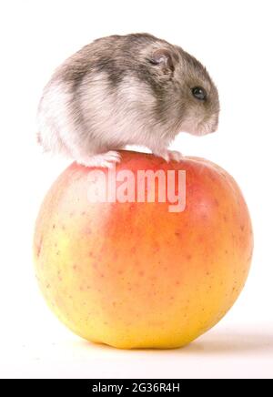 Kleine Wüstenhamster, Zwerghamster (Phodopus spec.), stehen auf einem Apfel, ausgeschnitten Stockfoto