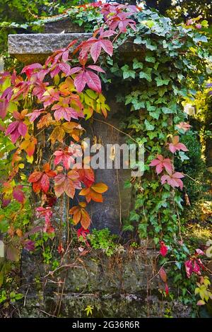 Im Herbst auf dem Wiener Zentralfriedhof, Österreich, Wien, angestrinkter alter Grabstein Stockfoto