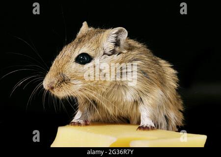 Mongolische Gerbil, Krallenjirde (Meriones unguiculatus), an einem Stück Käse Stockfoto