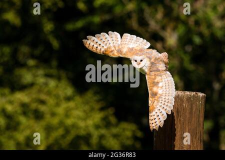 Stalleule (Tyto alba), im Flug, Deutschland, Rheinland-Pfalz Stockfoto