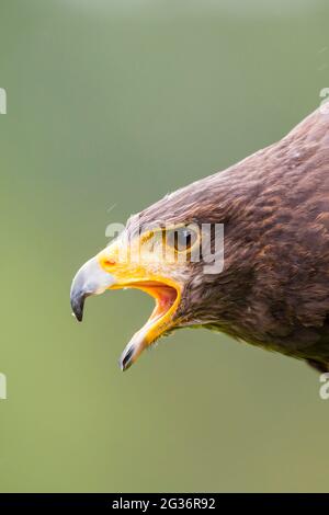 harris' Hawk (Parabuteo unicinctus), Porträt mit offenem Schnabel Stockfoto