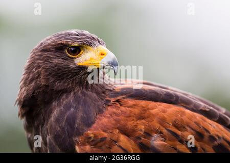 harris' Hawk (Parabuteo unicinctus), Porträt Stockfoto