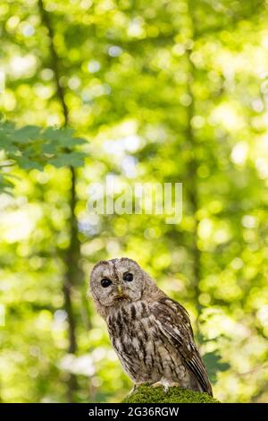 Eurasische Waldkauz (Strix aluco), sitzt auf einem moosigen Stein im Wald, Deutschland, Rheinland-Pfalz Stockfoto