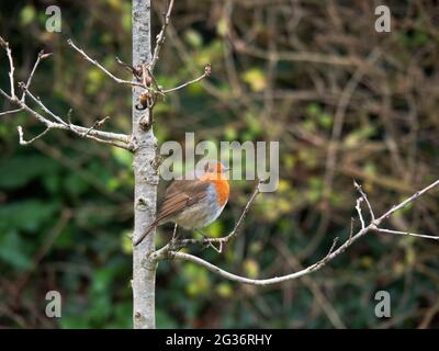 Der europäische Rotkehlchen alias Erithacus rubecula auf dem Zweig im Grünen. Stockfoto