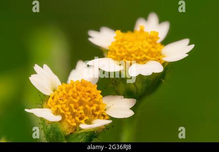 Zotteliger Soldat, Hairy galinsoga (Galinsoga ciliata, Galinsoga quadriradiata), zwei Blütenköpfe, Deutschland, Bayern Stockfoto