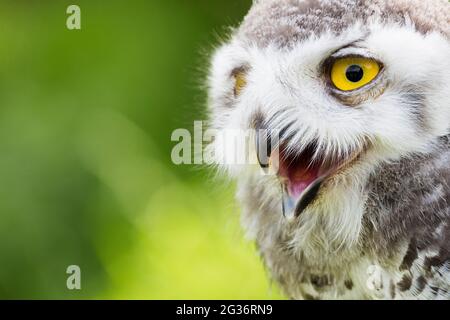 Schneeeule (Strix scandiaca, Nyctea scandiaca, Bubo scandiacus), Porträt eines Jugendlichen Stockfoto