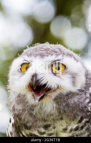 Schneeeule (Strix scandiaca, Nyctea scandiaca, Bubo scandiacus), Porträt eines Jugendlichen Stockfoto