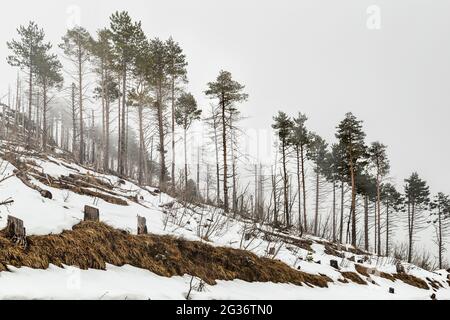 Kiefern, mit dem Laub nur auf der Oberseite des Stammes, entlang der Kamm eines schneebedeckten Hügels in den Nebel eingetaucht. Abruzzen, Italien, Europa Stockfoto