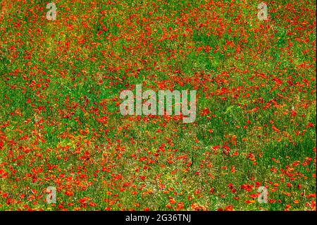 Wiese mit blühenden Mohnblumen. Rote Flecken auf grünem Hintergrund. Abruzzen, Italien, Europa Stockfoto