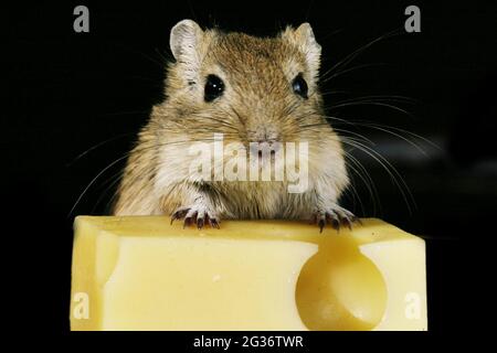 Mongolische Gerbil, Krallenjirde (Meriones unguiculatus), an einem Stück Käse Stockfoto