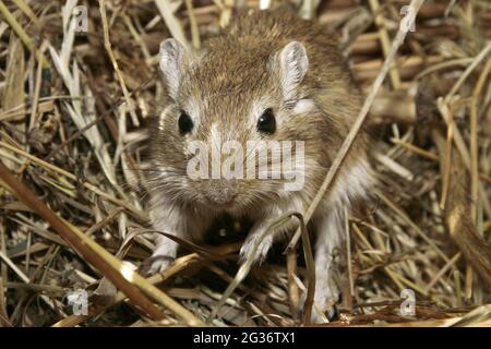 Mongolische Gerbil, Krallenjirde (Meriones unguiculatus), sitzt auf Heu Stockfoto