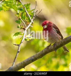 Purpurfink (erwachsenes Männchen) am Ast eines Baumes an einem sonnigen Frühlingstag. Stockfoto