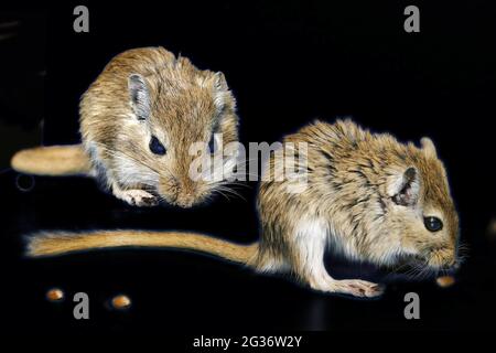 Mongolische Gerbil, Krallenjirde (Meriones unguiculatus), füttern, komponieren Stockfoto