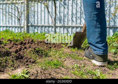 Mann mit einer Schaufel bedeckt den Boden im Garten für einen Bergrücken an einem sonnigen Tag Nahaufnahme Stockfoto