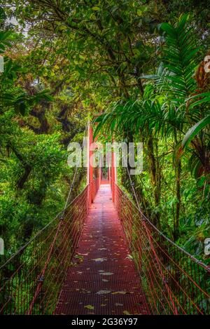 Rote Hängebrücke in Monteverde Cloud Forest, Costa Rica Stockfoto