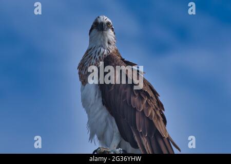 Eastern Osprey (Pandion cristatus) Urangan Pier Stockfoto