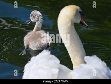 Bad Saarow, Deutschland. Juni 2021. Ein junger stummer Schwan schwimmt neben einem Elternteil am Scharmützelsee in der oder-Spree. Das Gewässer im Storkower Land, bei Fontane auch Märkisches Meer genannt, ist mit rund 1,500 Hektar Wasserfläche der größte See Brandenburgs. Quelle: Patrick Pleul/dpa-Zentralbild/ZB/dpa/Alamy Live News Stockfoto