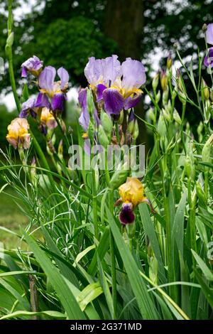 Schöne bunte blühende dekorative Iris auf einem Blumenbeet im Garten an einem sonnigen Tag. Stockfoto