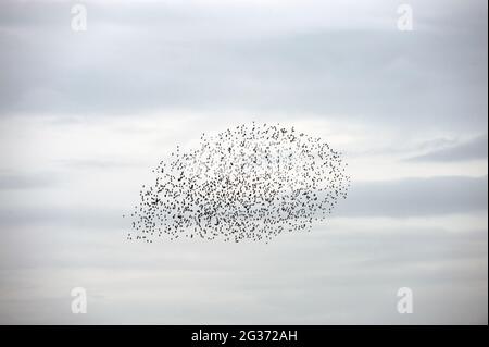 Eine sternenhafte Murmuration vor dem Strand bei Dämmerung in Brighton, East Sussex, Großbritannien Stockfoto