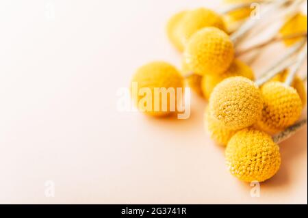 Der schrullige, kugelförmige Blumenstrauß von Craspedia globosa in senffgelber Farbe sieht aus wie Tischtennisbälle auf aufrechtem silbrigen Stiel. Trendiges d Stockfoto