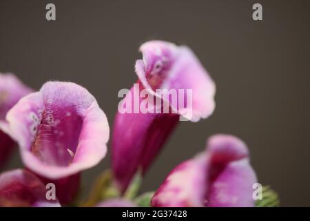 Lila Blume Blüte Nahaufnahme Hintergrund digitalis purpurea Familie plantaginaceae hohe Qualität große Größe Drucke Stockfoto