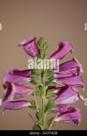 Lila Blume Blüte Nahaufnahme Hintergrund digitalis purpurea Familie plantaginaceae hohe Qualität große Größe Drucke Stockfoto